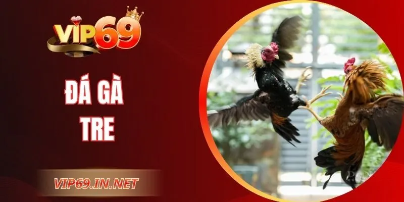 Đá Gà Tre VIP69 - Kỹ Thuật, Cửa Cược Và Mẹo Chọn Chiến Kê