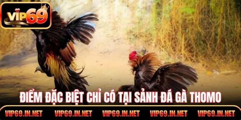 Điểm đặc biệt chỉ có tại sảnh đá gà Thomo tại VIP69
